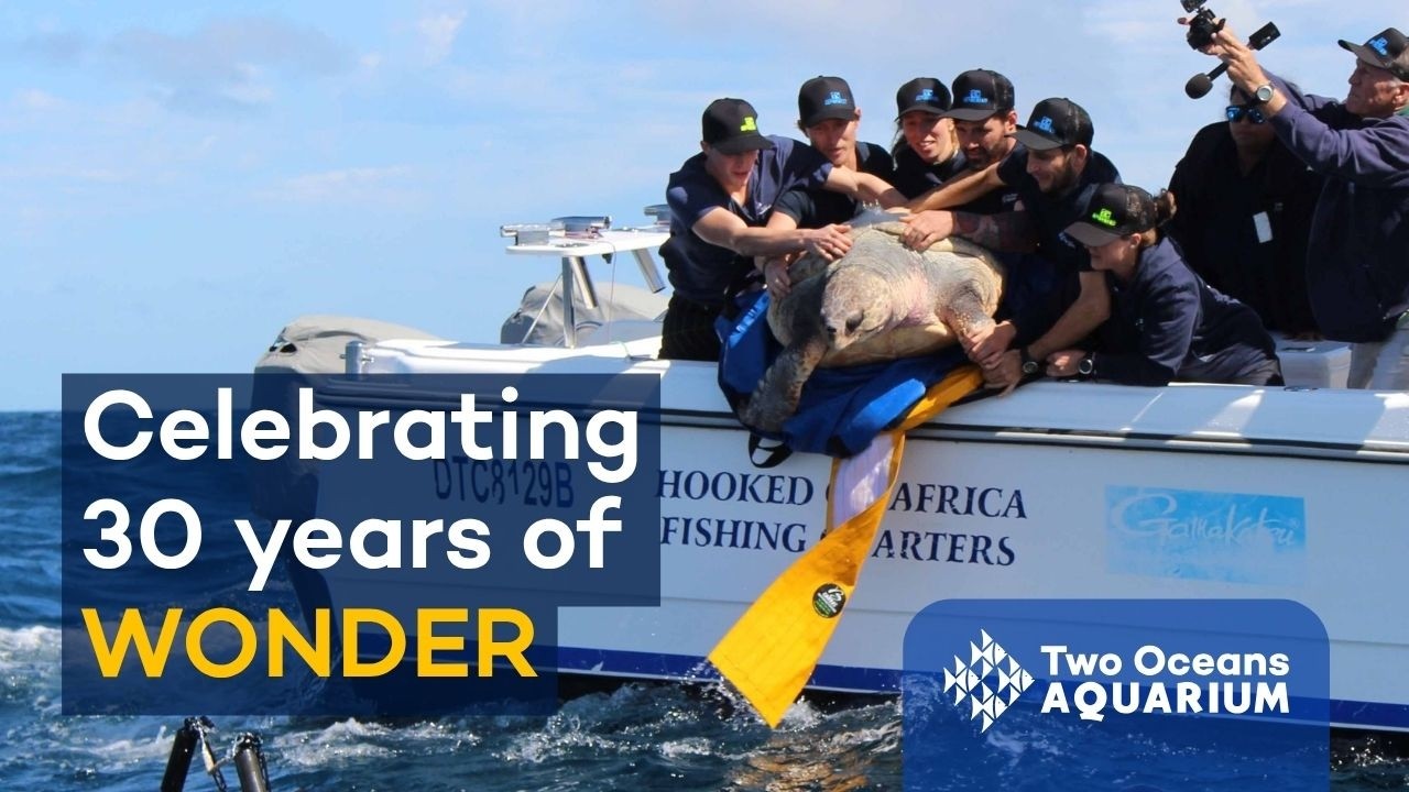Celebrating 30 years of wonder at the Two Oceans Aquarium! 💙