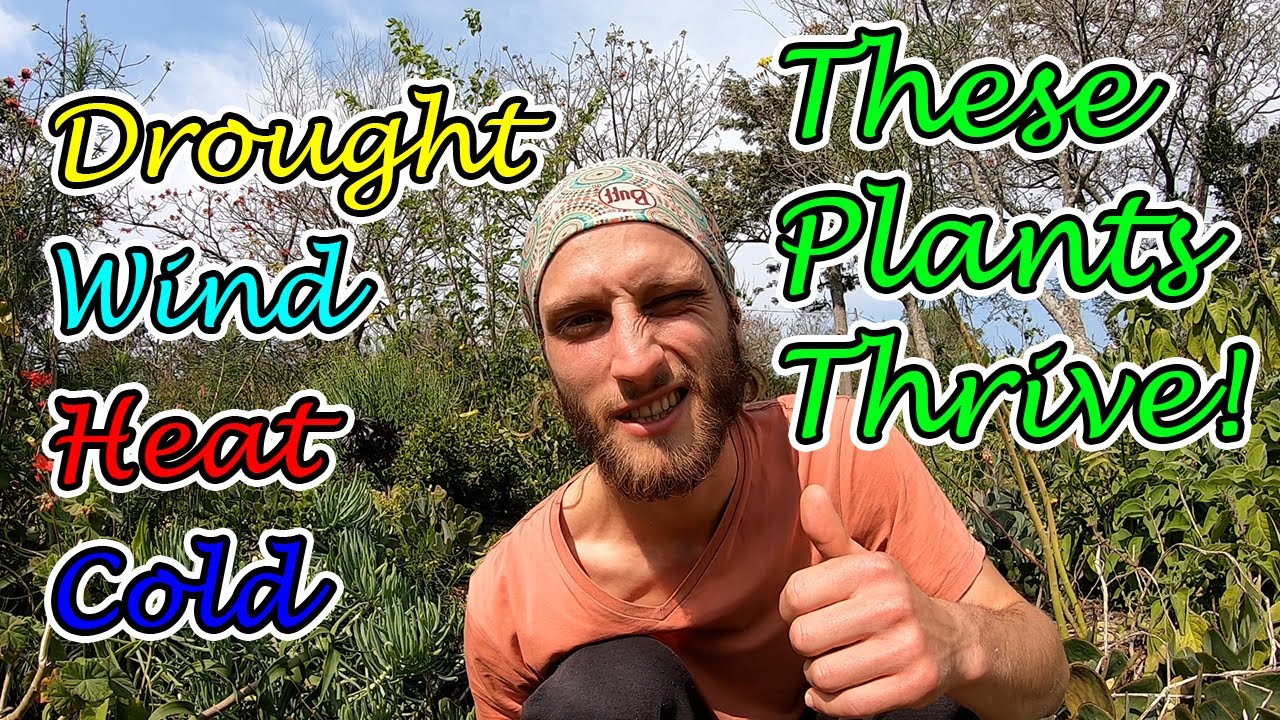 Drought, Wind, Heat, & Cold - These Plants Thrive!  (Succulents & Indigenous Plants)