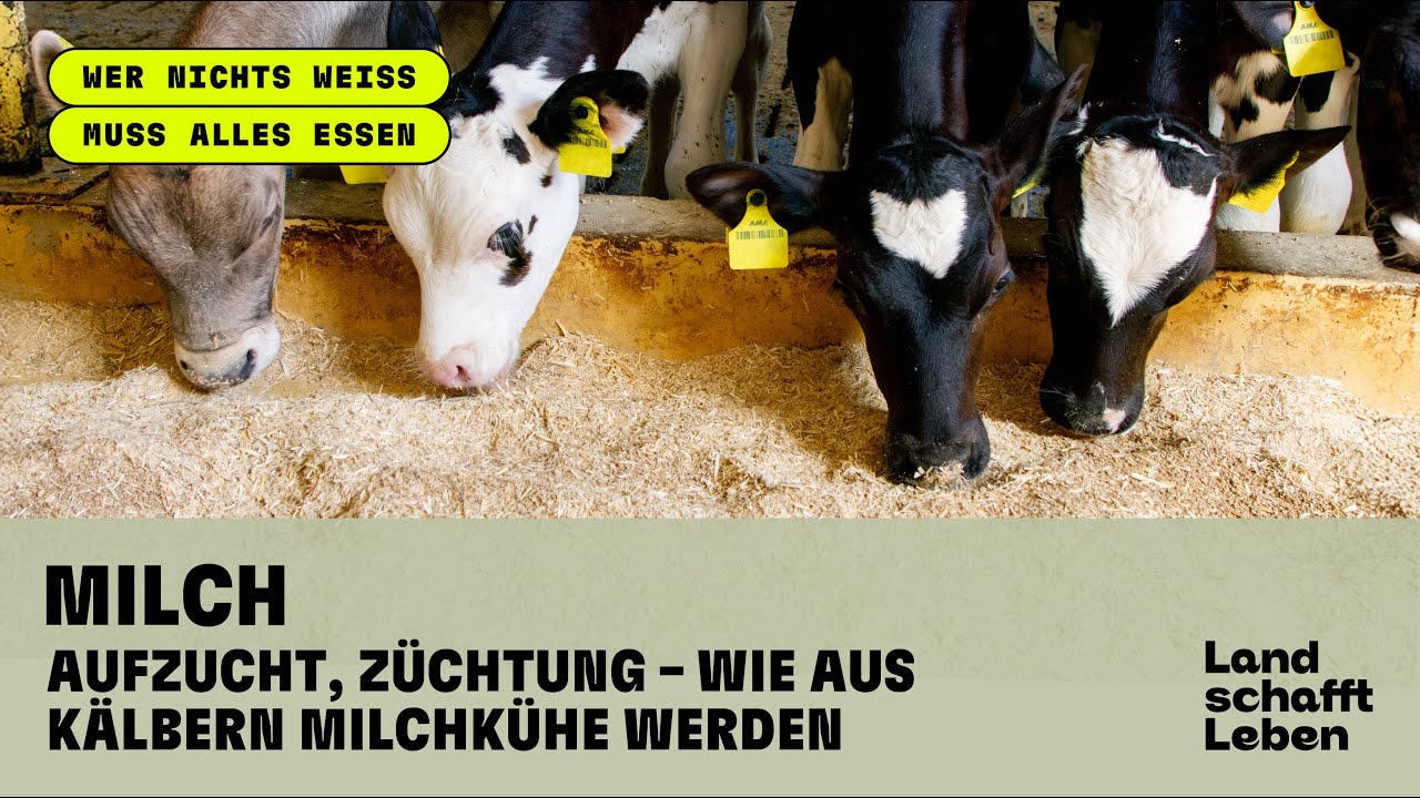 MILCH (2/6) : Aufzucht, Züchtung - Wie aus Kälbern Milchkühe werden