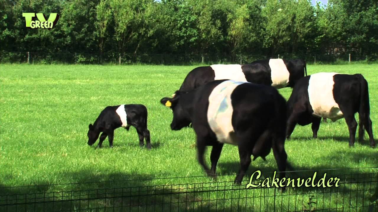 Lakenvelder koeien met kalfjes - Dutch Belted with calves