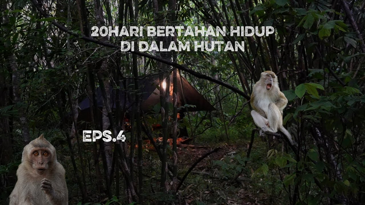 20hari bertahan hidup di dalam hutan memancing dan mencari tanaman untuk sumber makanan EPS 4