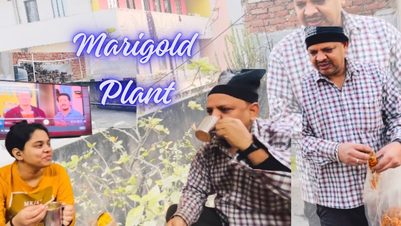 Marigold Plant ♥️🧿