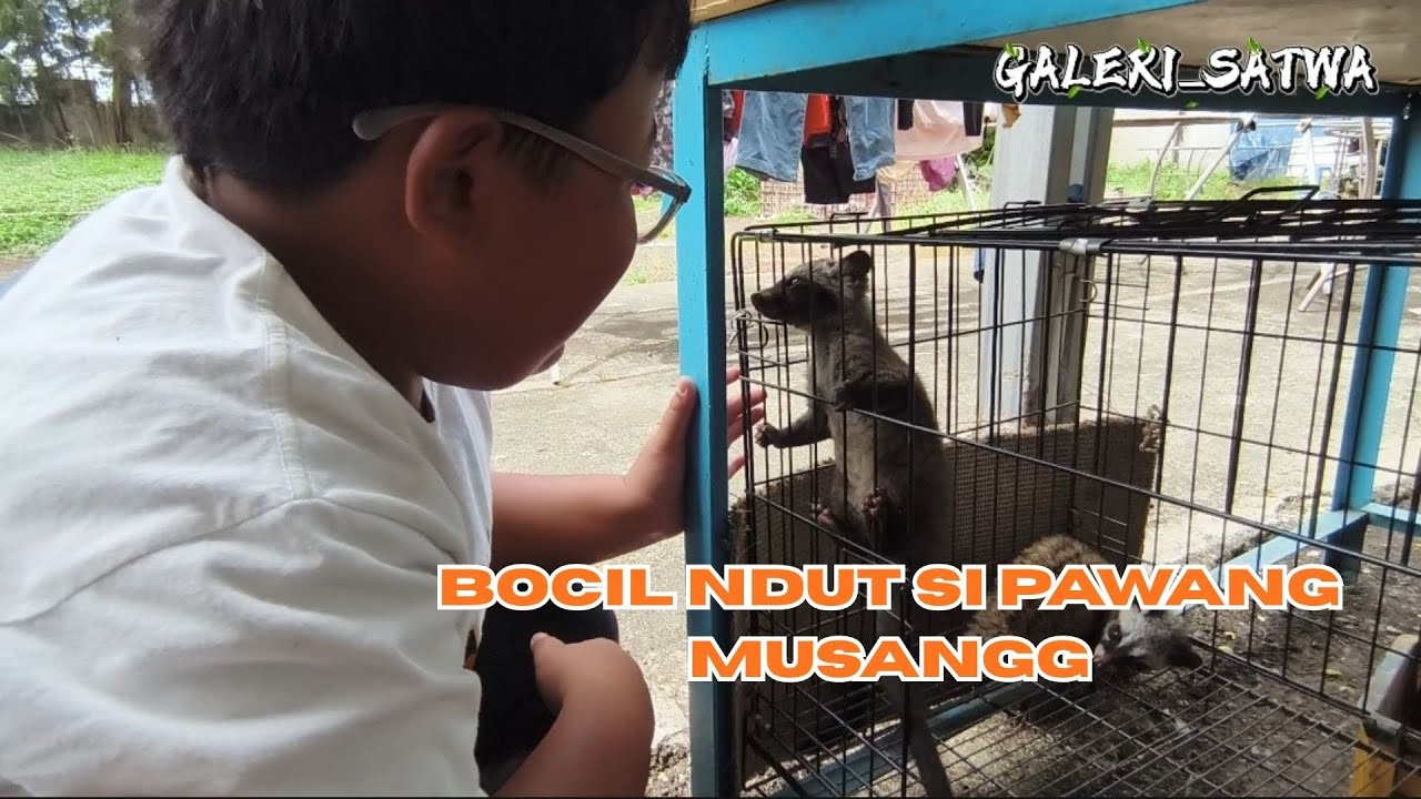 BOCIL PAWANG MUSANG LIAR.. JINAKIN DALAM WAKTU SEKEJAP!!