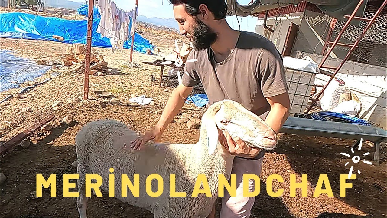 Merinolandschaf Irk Koyunlarla  Hedefi Yılda Bir Ev Satın Almak! #Küçükbaş #hayvancılık #merinos