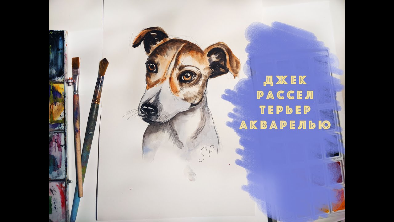 ДЖЕК РАССЕЛ ТЕРЬЕР как нарисовать АКВАРЕЛЬЮ