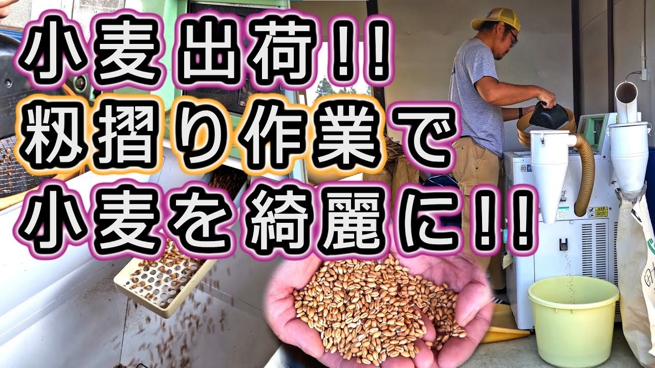 【小麦を綺麗に!】在来フルツ 小麦 籾摺り 表面を綺麗に 籾摺り機 出荷段取り