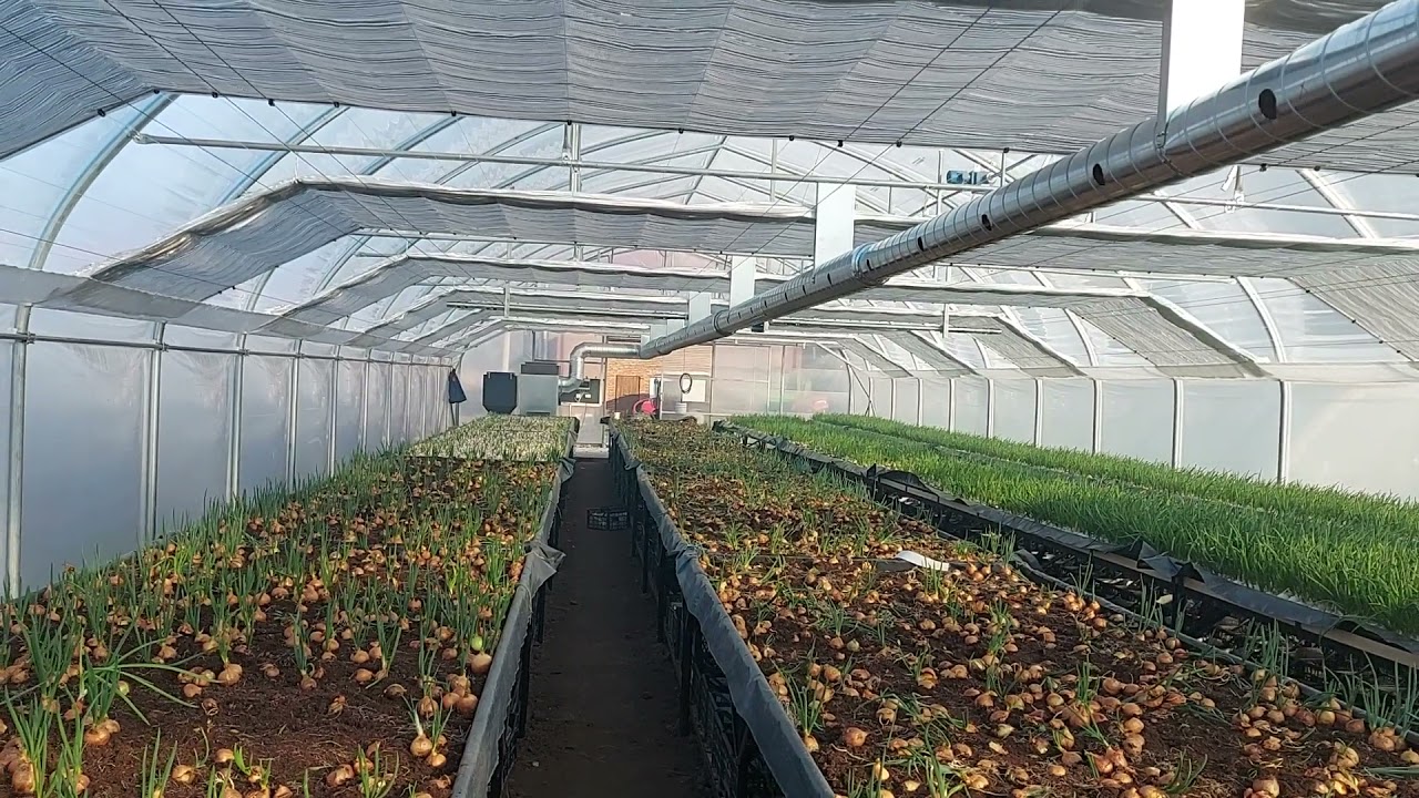 Tunel foliowy FARMER, nagrzewnica 75KW
