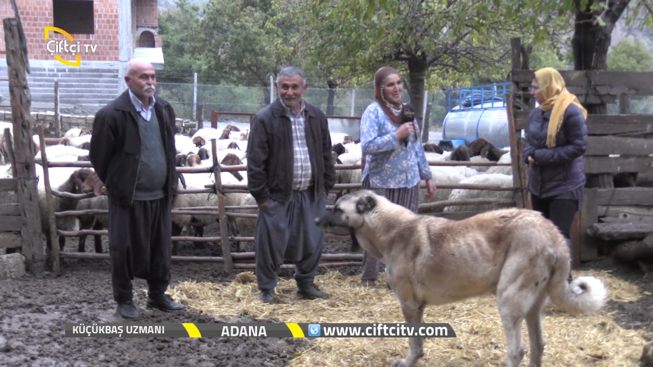 Küçükbaş Uzmanı-İvesi Koyunu Bakım ve Besleme...