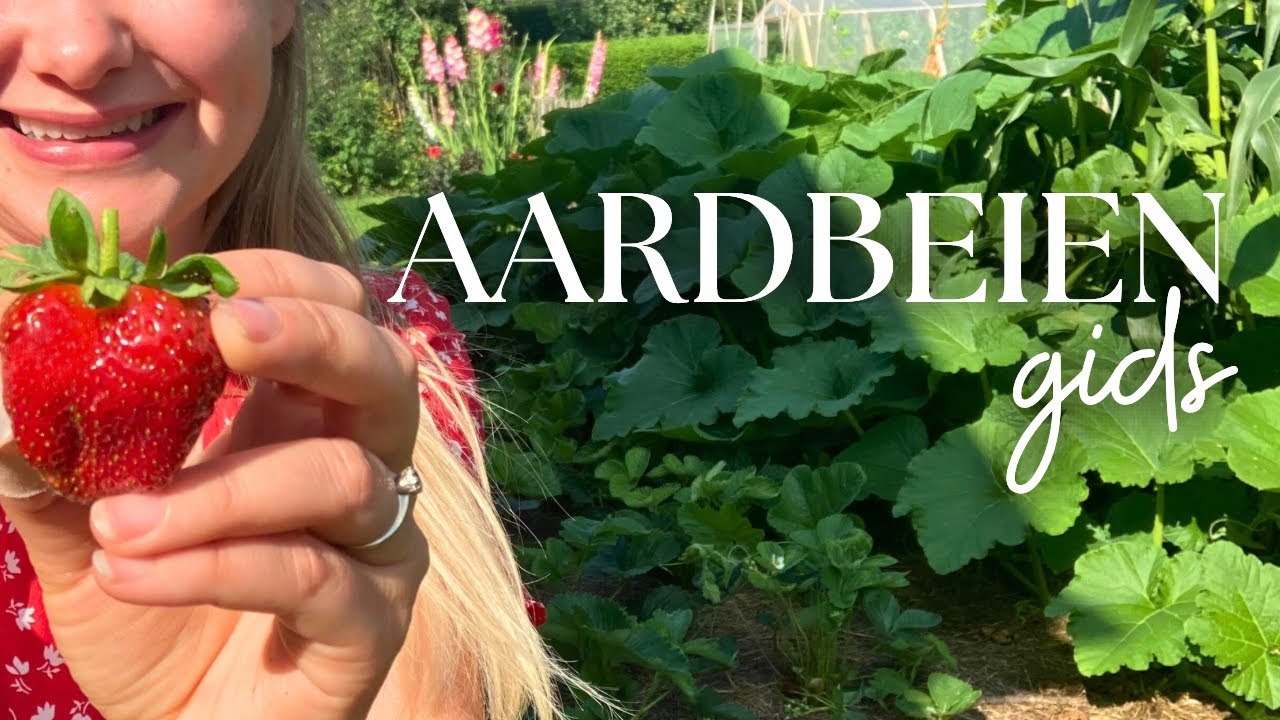 ÁL mijn aardbeien tips voor de BESTE oogst (planten, kweken, stekken, zaaien, voeding &meer)