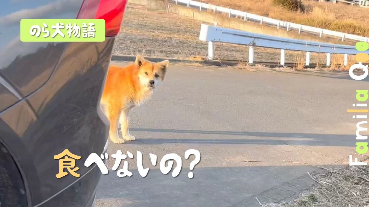 のら犬くん食べないの?｜くぅママの子育て【M.ダックスと近所ののら犬】