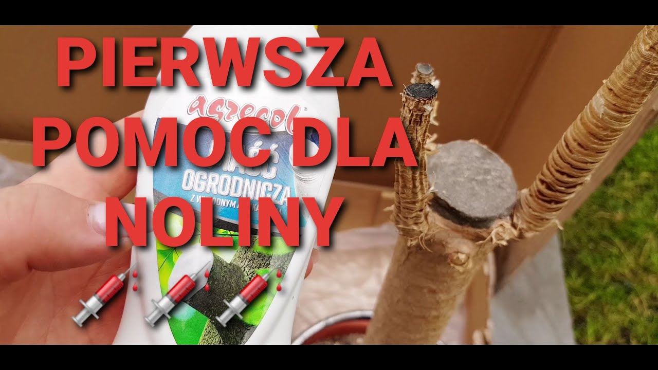 Nolina/Stopa Słonia-na ratunek//Co będzie dalej z tą rośliną?// Szybkie rozmnażanie trzykrotki