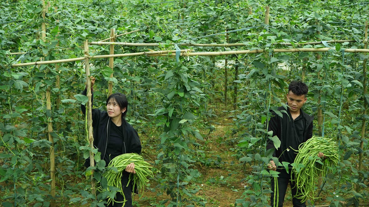 The First Bean Harvest is Bountiful | Simple Joys Amidst a Peaceful Life