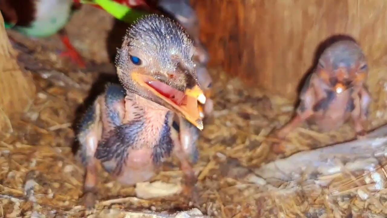 tonton kisah burung tengkek
