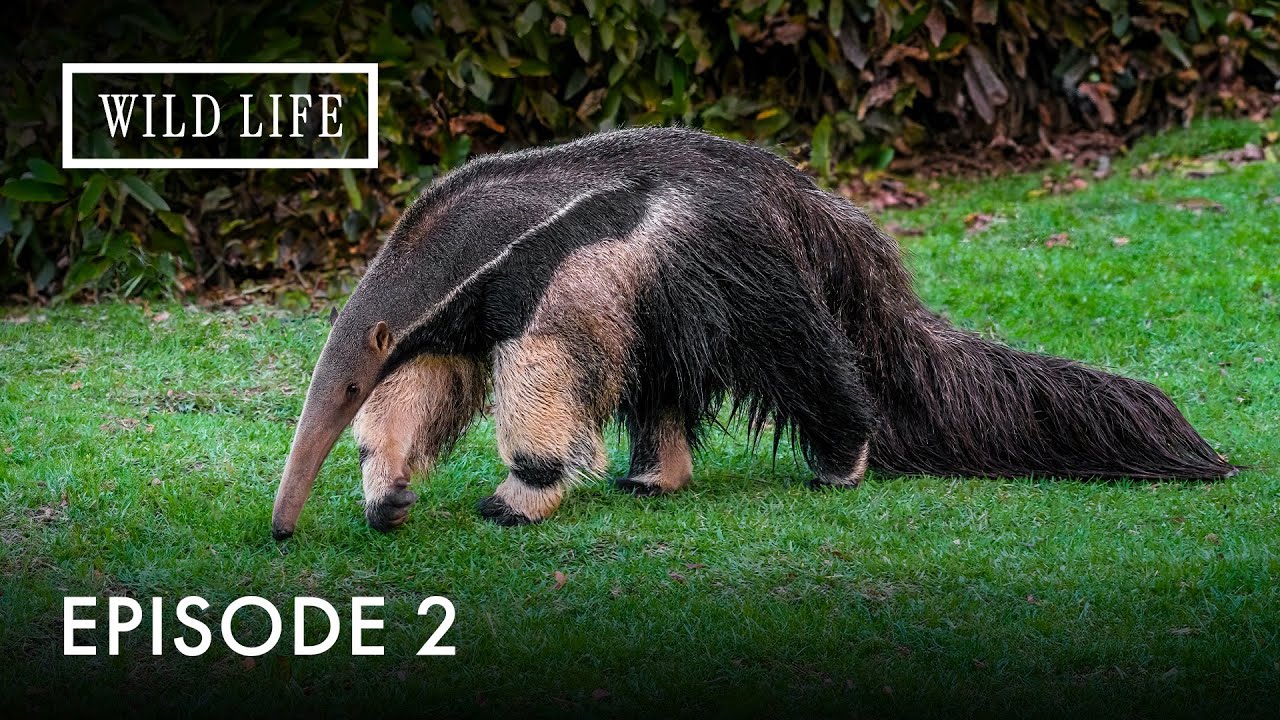Colombia’s Wild Beauty | Destination Wild: Wild Colombia | Episode 2