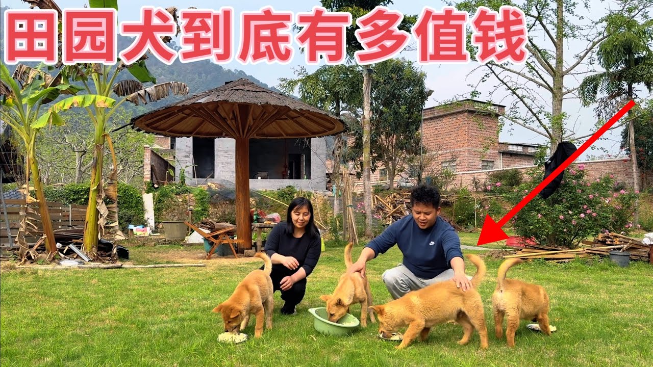 农村田园犬到底有多值钱？老板一眼看中两只都想带走，一报价吓一跳，看看这狗有多受欢迎！