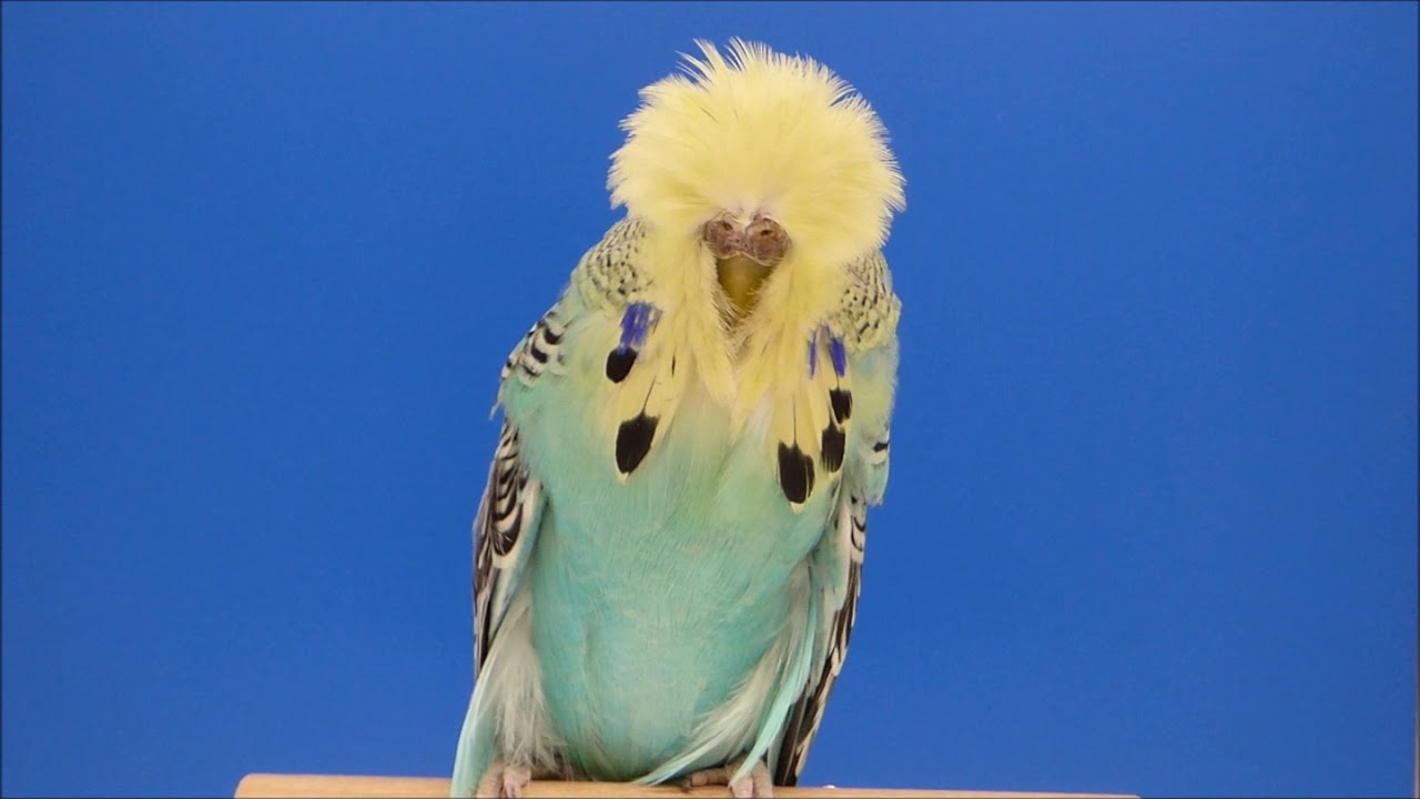 European Champion and WBO World Champion 2019 Daniel Lütolf