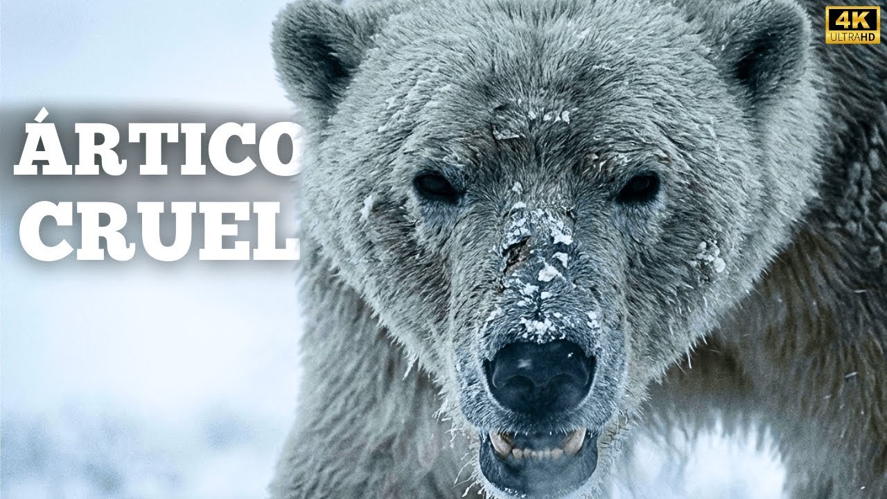 ÁRTICO CANADENSE | Sobrevivendo em um Mundo Congelado | Documentário 4K