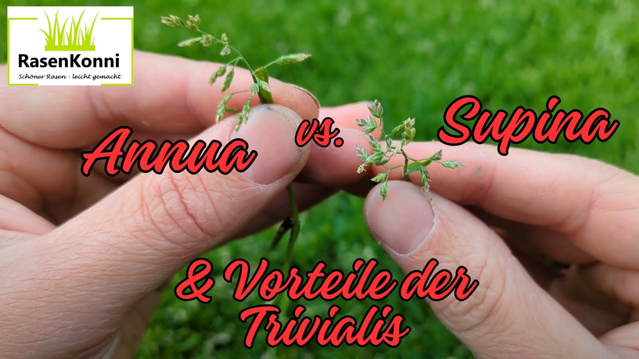 Poa Supina vs. Annua vs. Trivialis - Vorteile Trivialis
