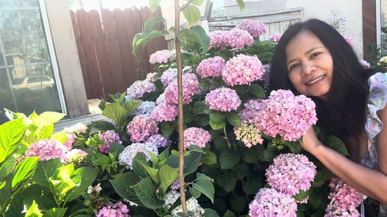 Hydrangeas Flowers in my Garden