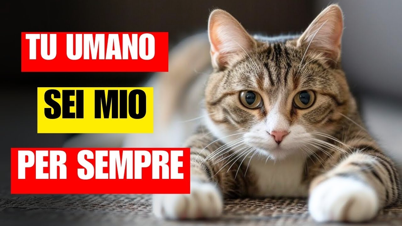 Siamo noi i proprietari o siamo di loro proprietà? | Legame tra i gatti e i loro umani