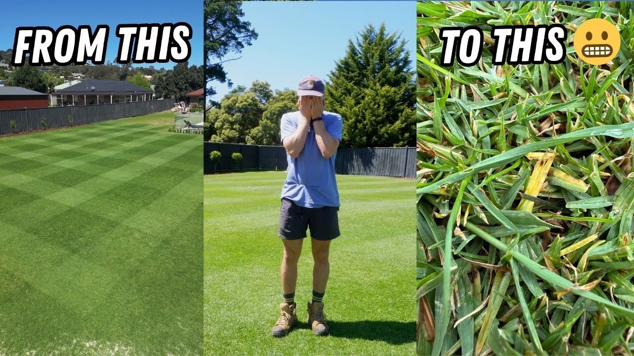 Identifying and treating a lawn fungal disease