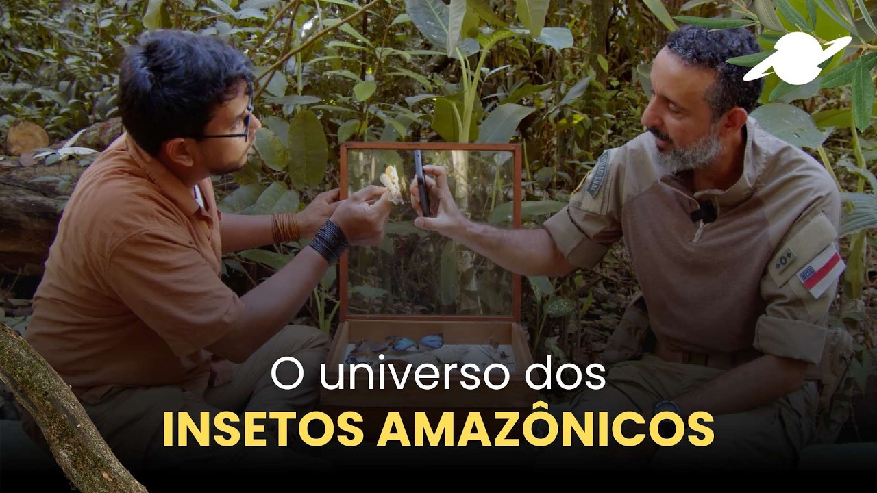 O universo dos insetos amazônicos
