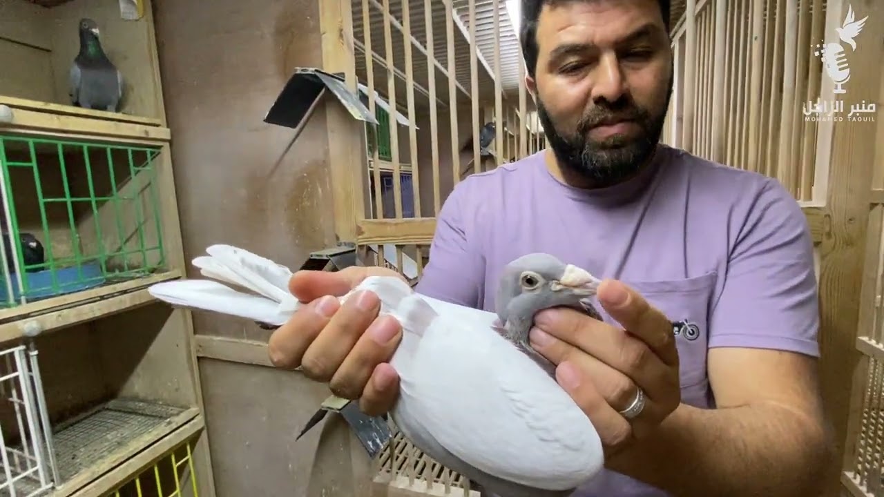 نبذة عن محطة الإنتاج omnipigeon /Maroc