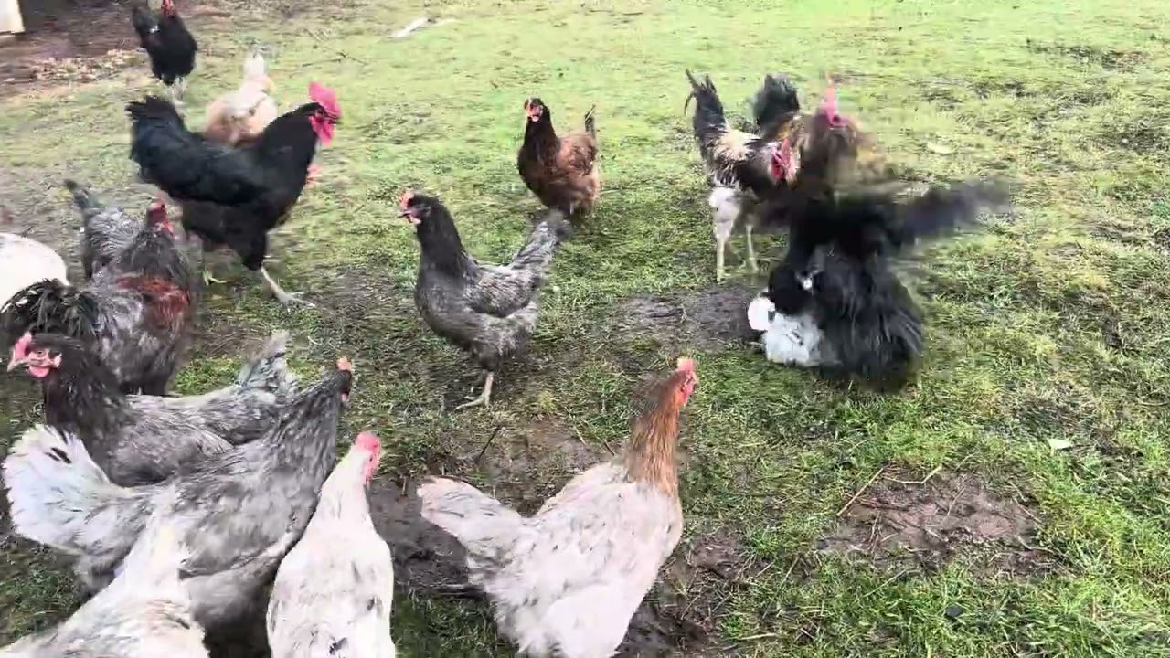 Pollos pollos pollos!