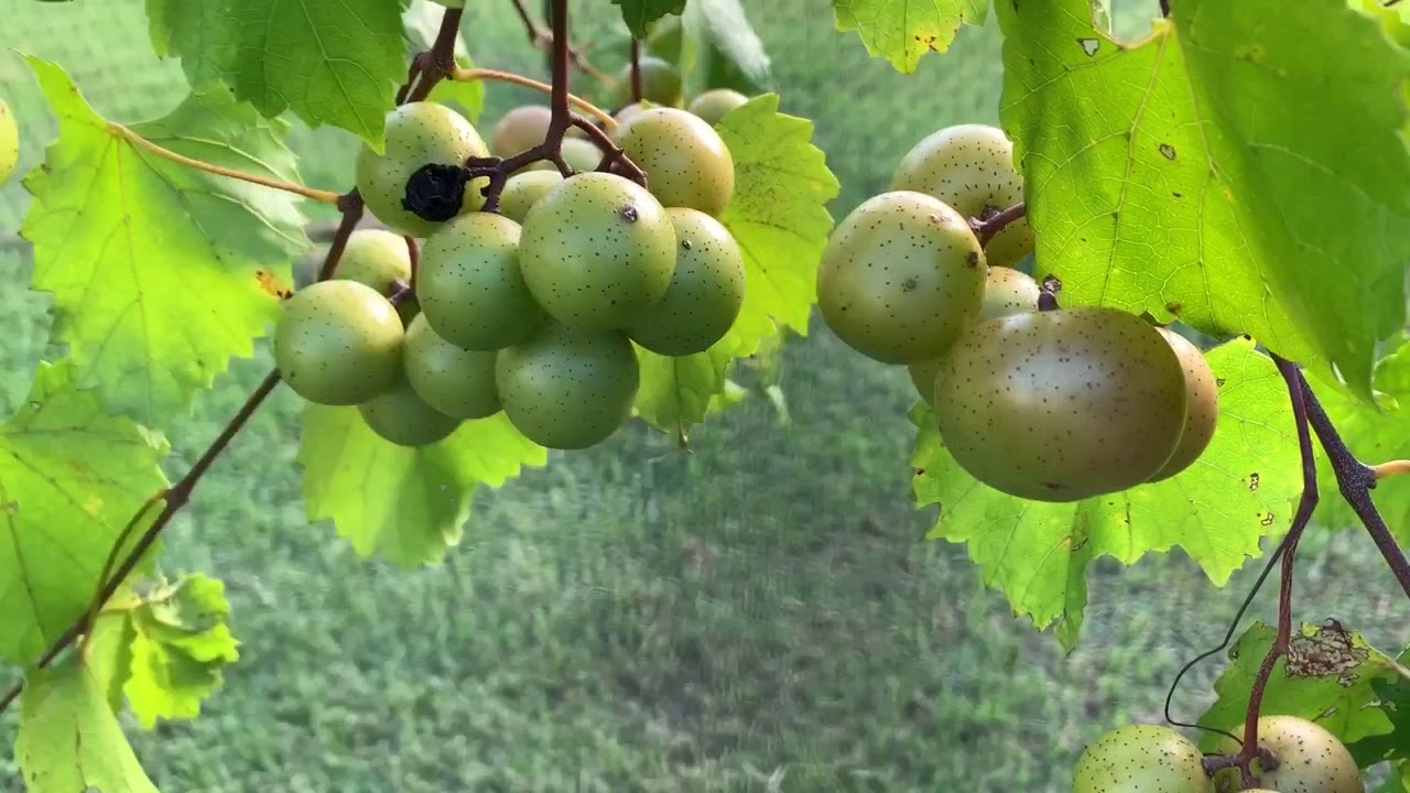 Growing Muscadines, 4 Year Time Frame