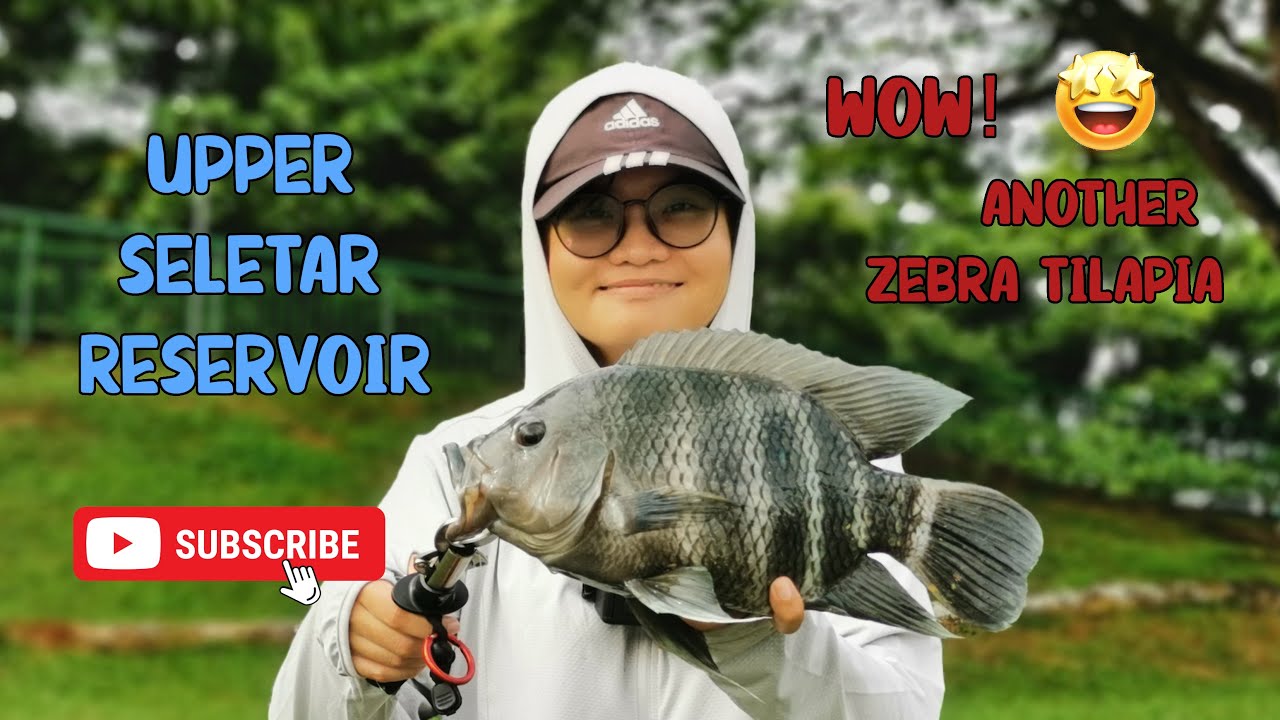 Zebra Tilapia gave a good fight at Upper Seletar Reservoir! #fishinginsingapore #softplasticfishing