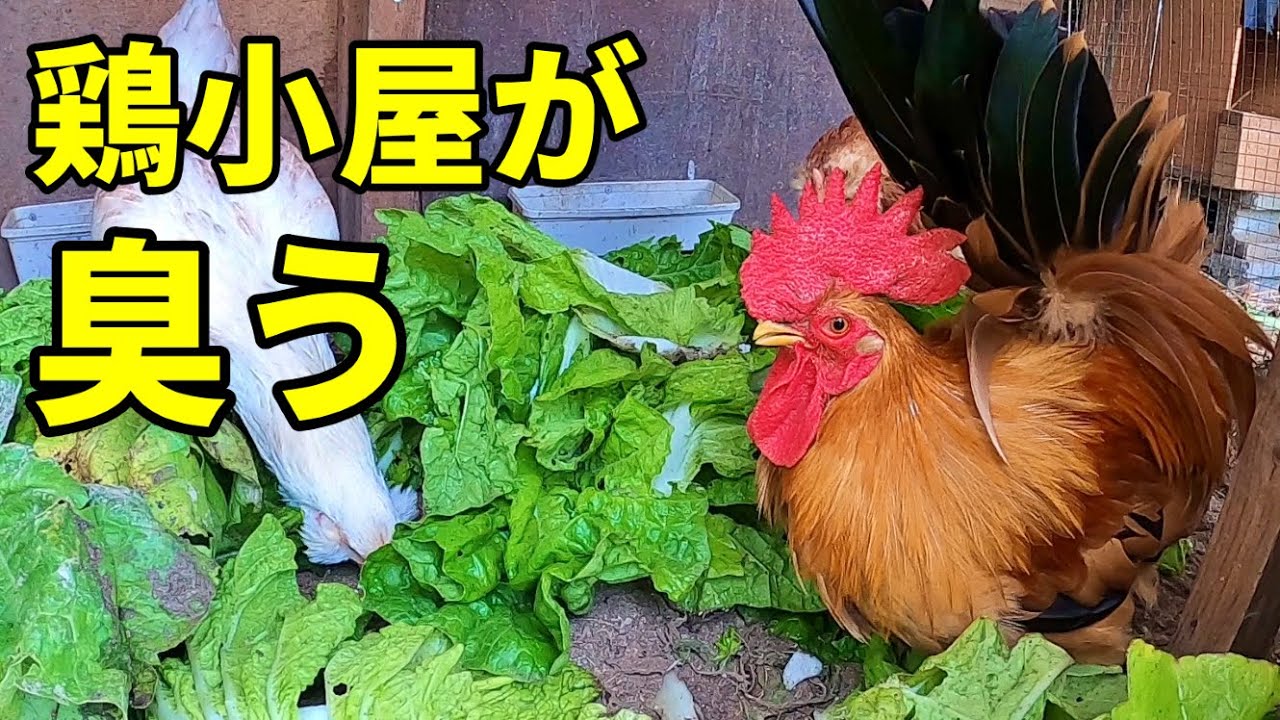 【対策せねば】鶏小屋ってこんなに臭かった！？【ニワトリ飼育】 337話目
