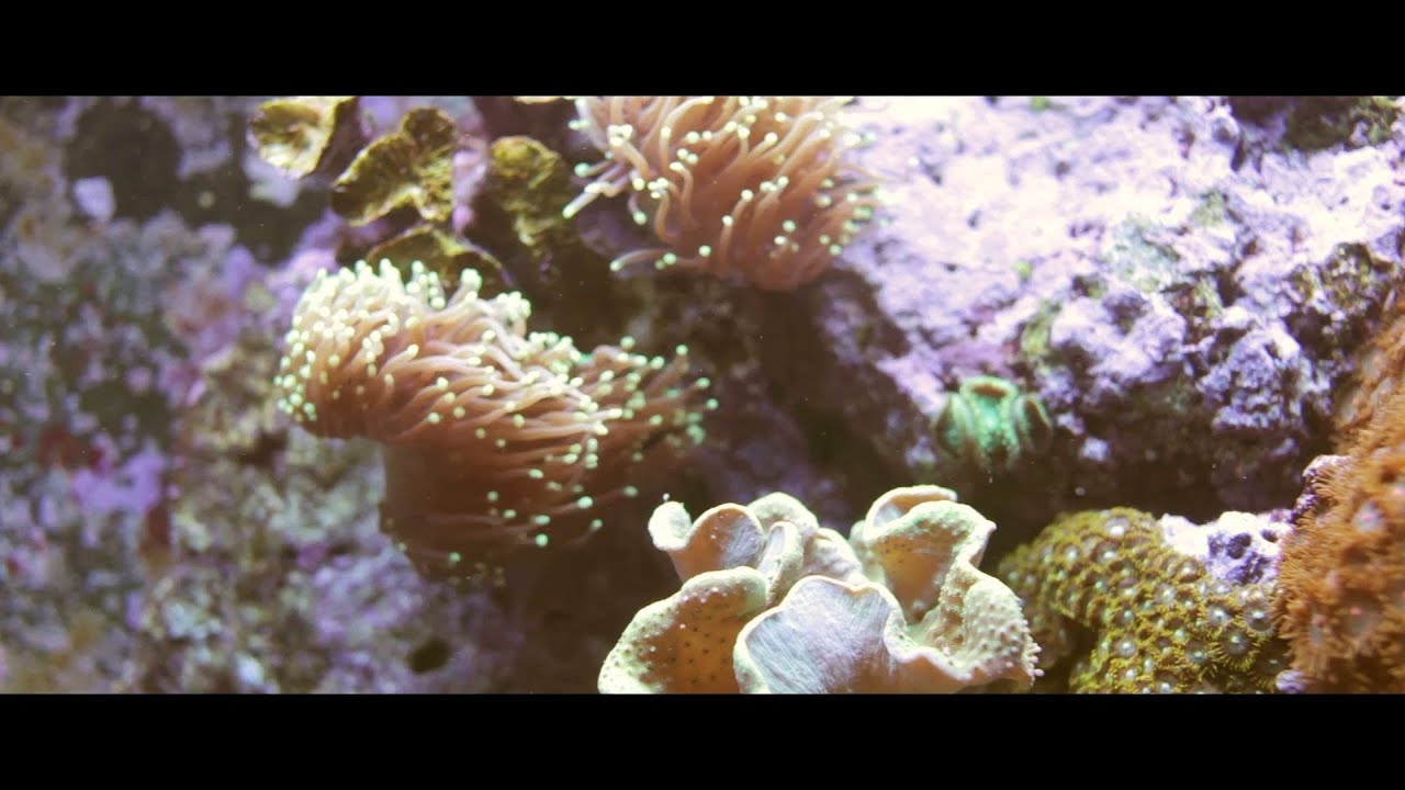 Beneath the Surface - Threatened Marine Ecosystems