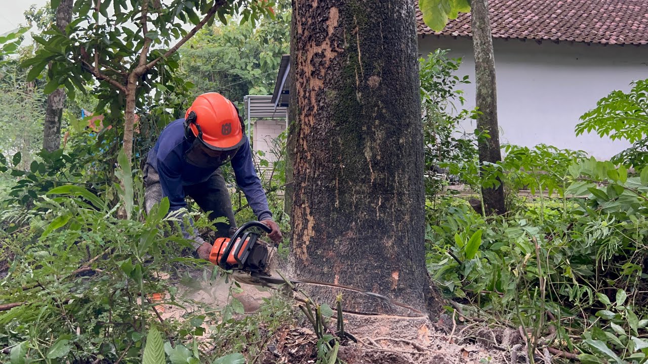 Best Skill! Tebang Pohon Trembesi Dekat Rumah!