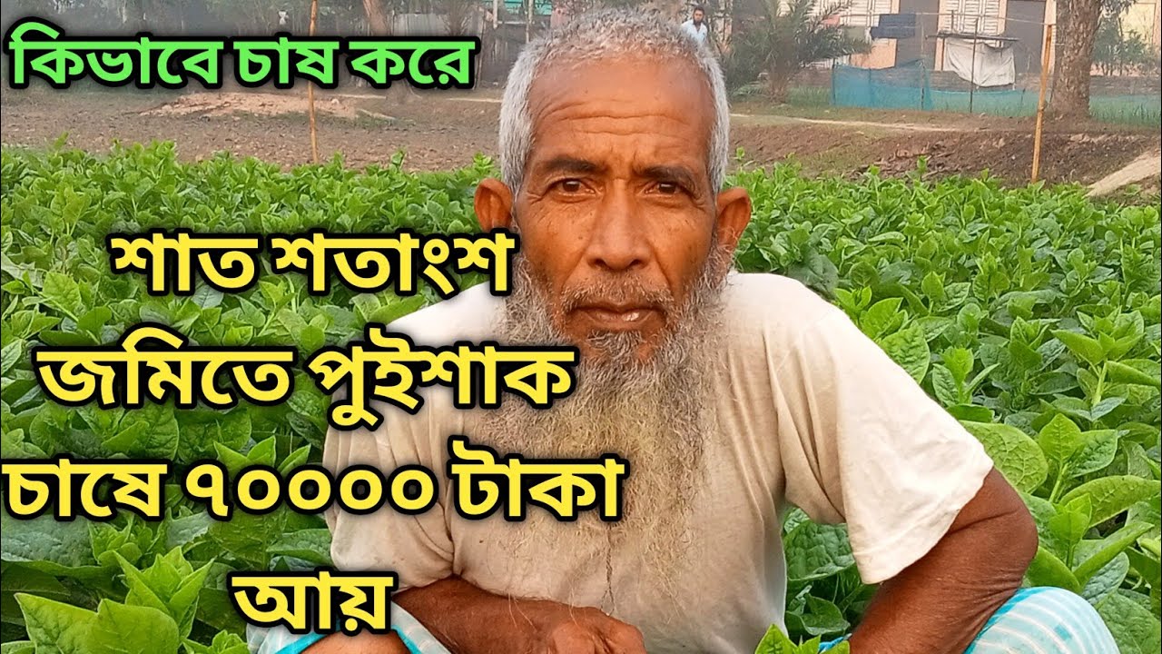 মাত্র সাত শতাংশ জমিতে পুইশাক চাষ করে ৭০  হাজার টাকা আয় করবেন আবু তাহের কাকা। সহজ পদ্ধতিতে পুইশাক চাষ
