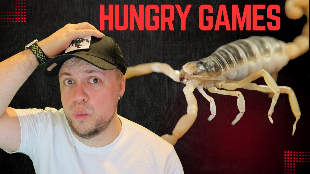 Feeding & Checking In on My Scorpions!