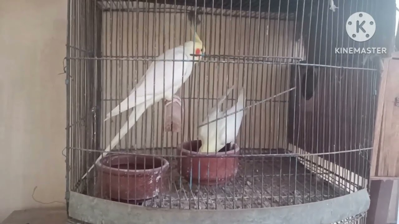 الاسباب التى تجعل طائر الكوكتيل يترك ويهجرة البيض