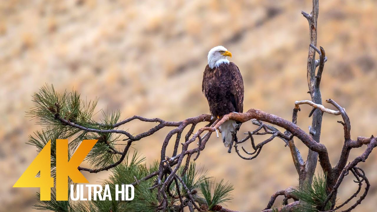 4K 60 fps American Wildlife. Part 2 - Yakima Canyon Road, Washington State, USA