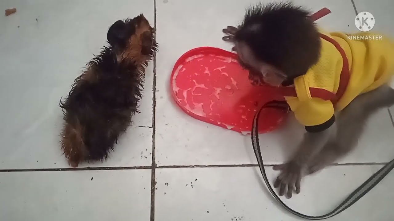 monpai baby makan bareng marmut