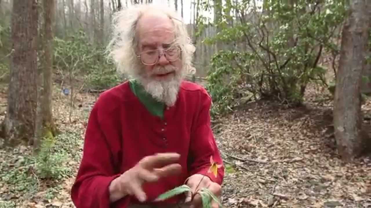 Harvesting Troutlilies