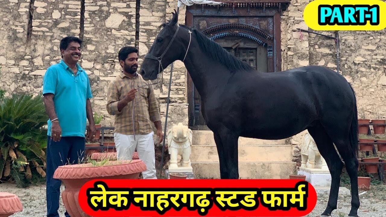 Lake Nahargarh Stud Farm