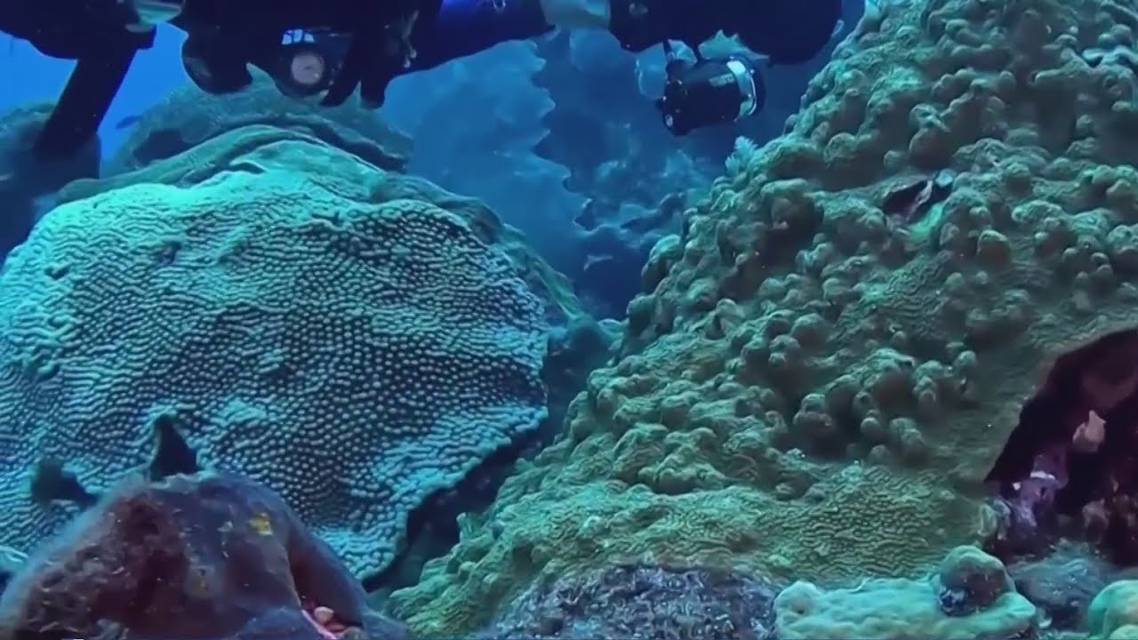 Can Coral Reefs Protect Us from Tsunamis? Urgent New Plan Emerges