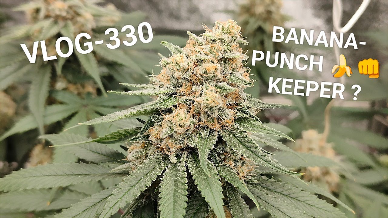 Banana Punch Is A Keeper  The Seedlings Are Doing So Good, Back Into The Game LOL, VLOG NR 330