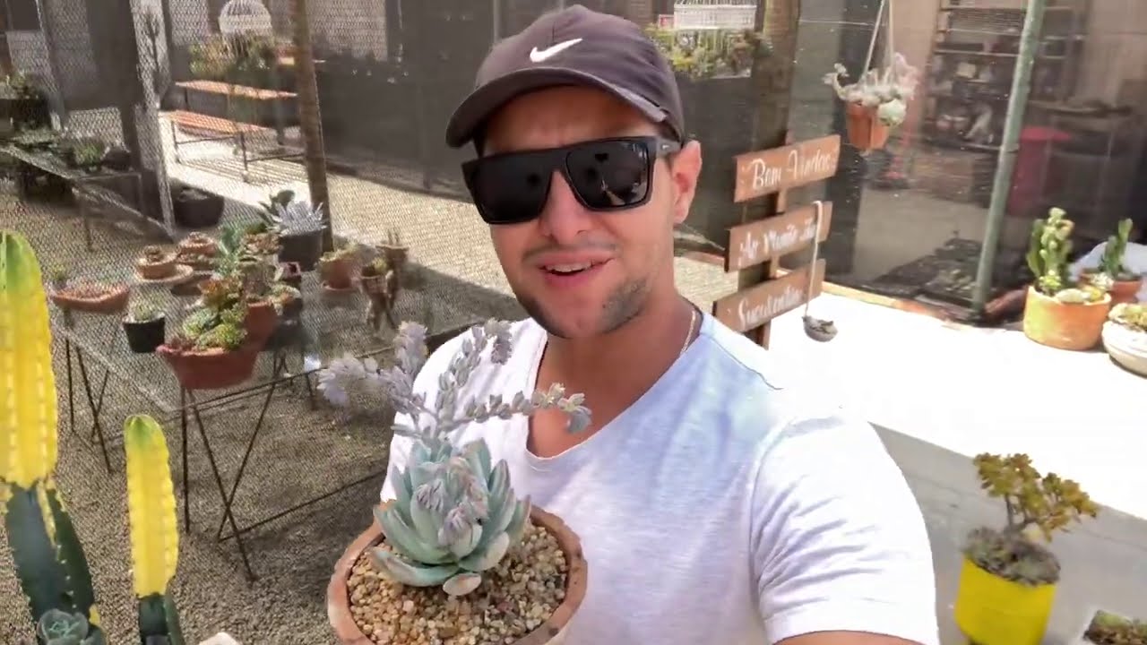 SALVANDO A ‘PACHYVERIA POWDER PUFF ‘