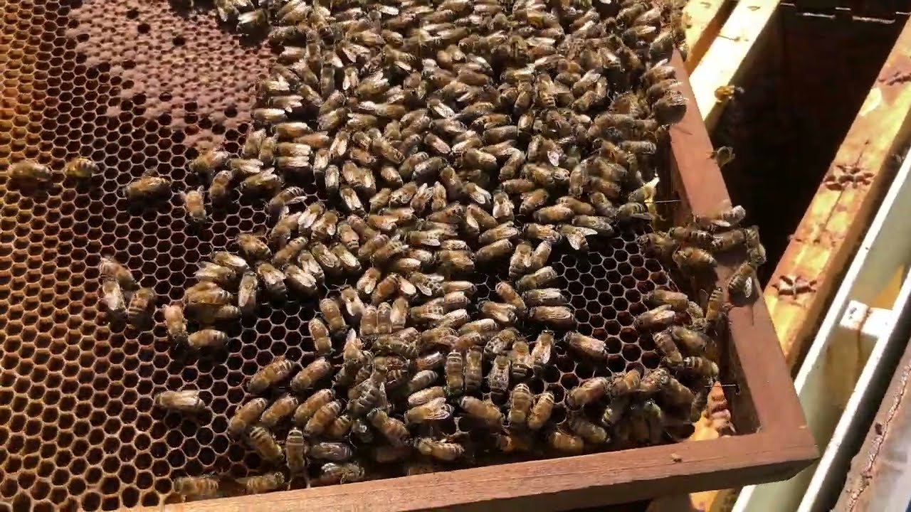 Storie di Carpaneda: l'apicoltore Paolo cerca l'ape regina