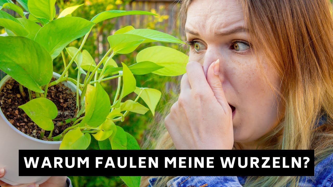 Wurzelfäule erkennen, vorbeugen und bekämpfen!