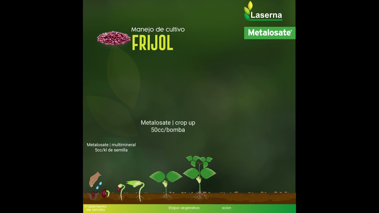 Laserna &middot; Manejo de cultivo FRIJOL
