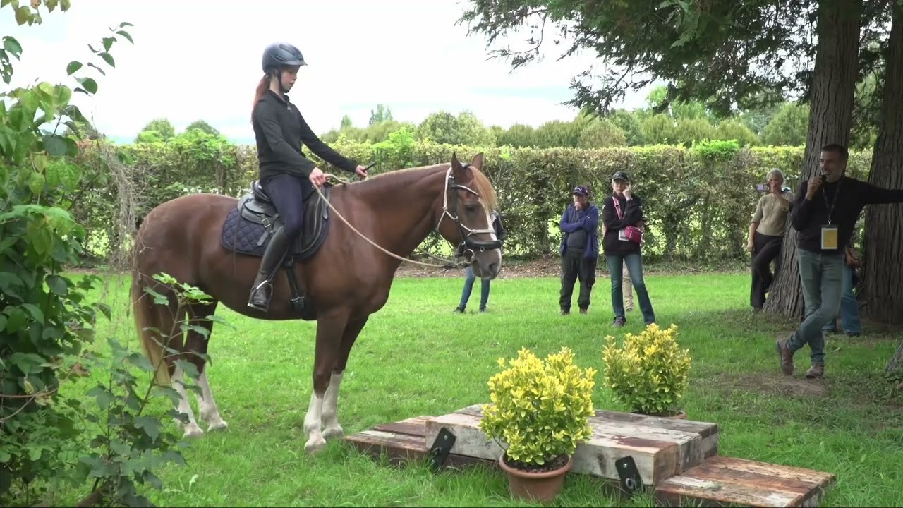 Passage troncs, branches, podium, eau et bascule - L’entrainement du cheval aux obstacles naturels