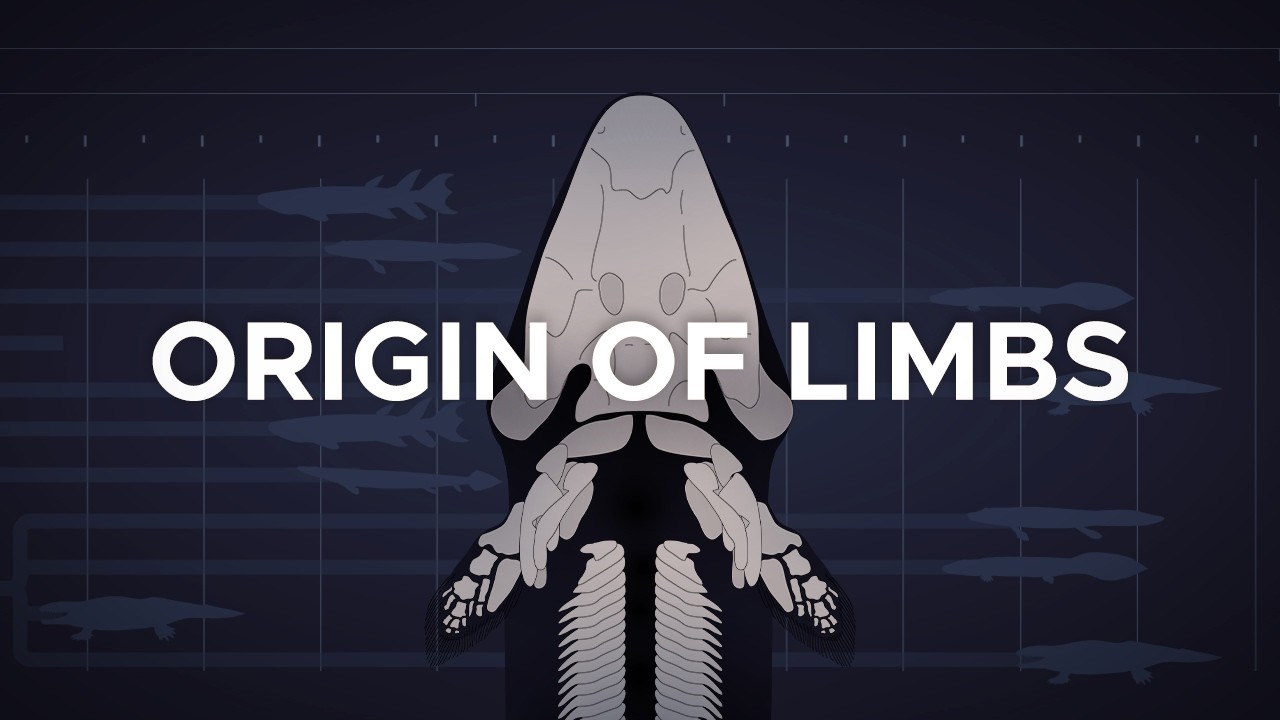 History of Tetrapods: Why All Vertebrates Have Four Limbs?