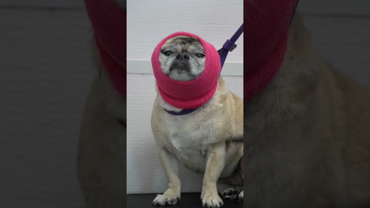 A very dramatic Pug?