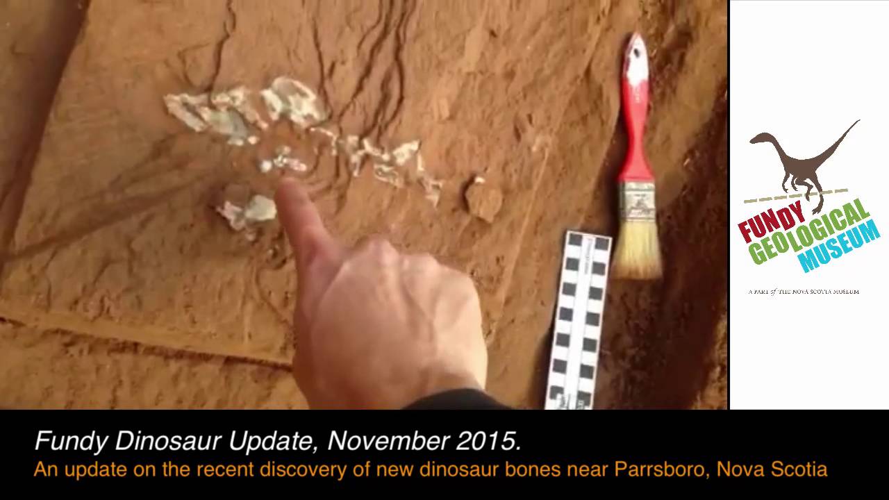 Fundy Dinosaur Update November 2015
